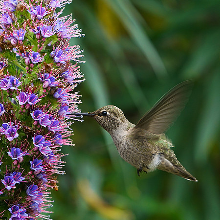 bees, bugs, birds, beetles