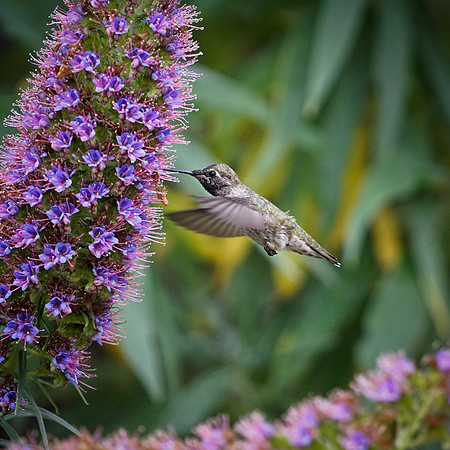 bees, bugs, birds, beetles