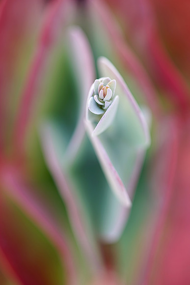 succulent plant photo
