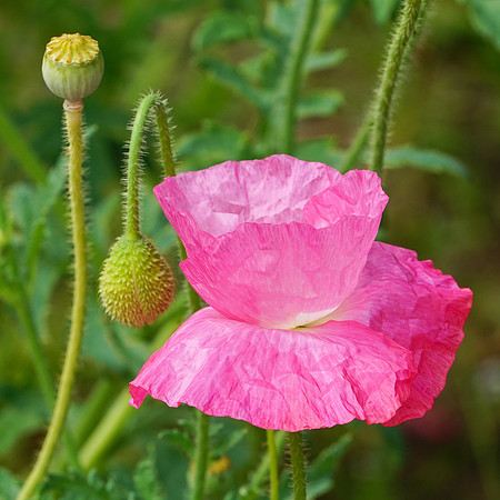 Pink Poppy