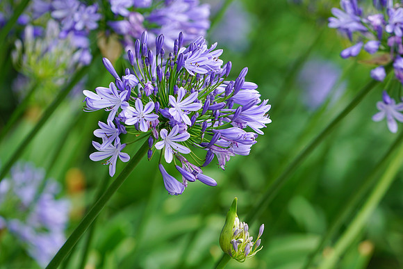 Lily of the Nile Agapanthus
