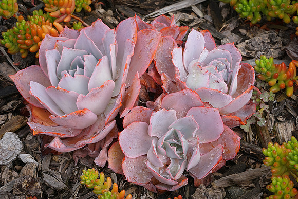 succulent plant photo