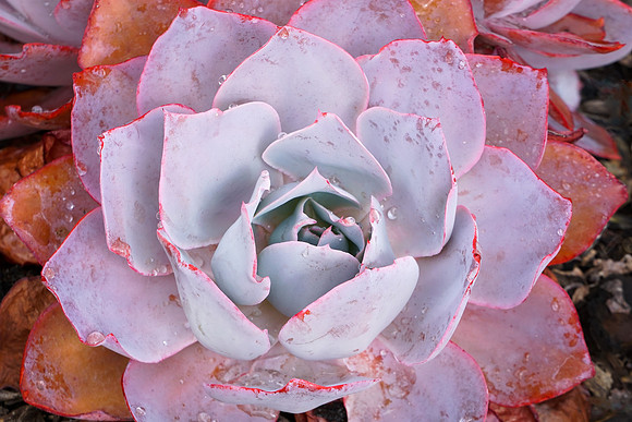 succulent plant photo