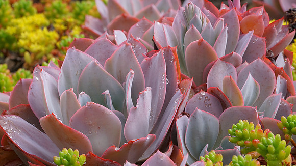 succulent plant photo