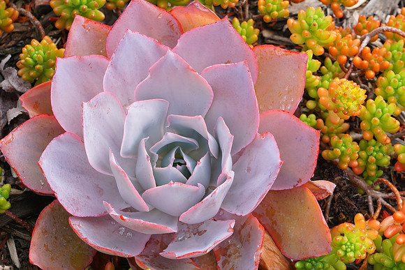 succulent plant photo
