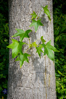 Tree Trunk Sprouting Branches