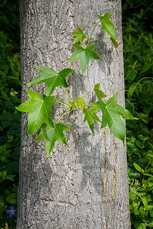 Tree Trunk Sprouting Branches