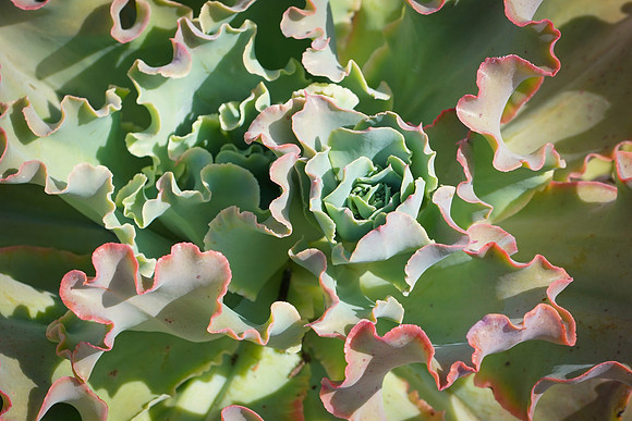 succulent plant photo