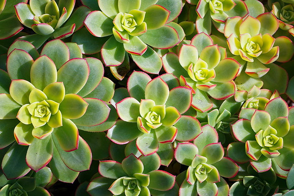 succulent plant photo