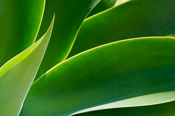succulent plant photo