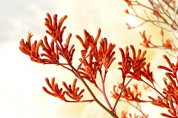 succulent plant photo