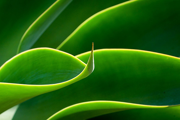 succulent plant photo