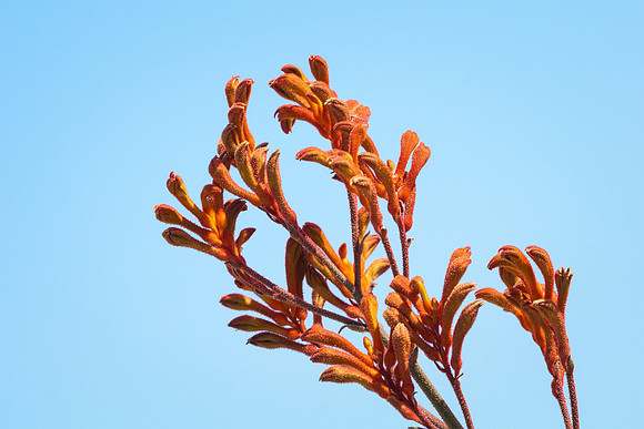 succulent plant photo