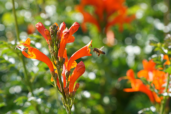 bees, bugs, birds, beetles