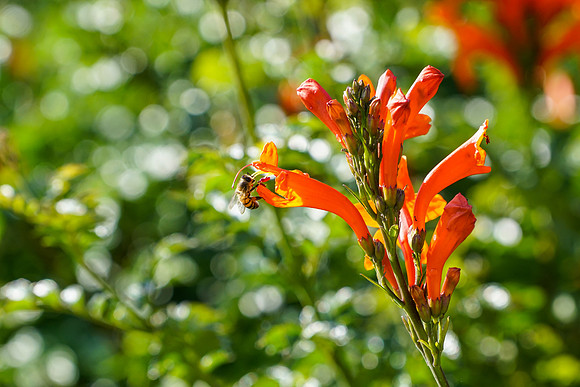 bees, bugs, birds, beetles