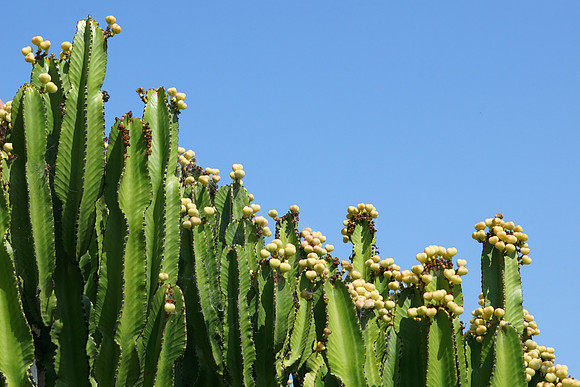 succulent plant photo