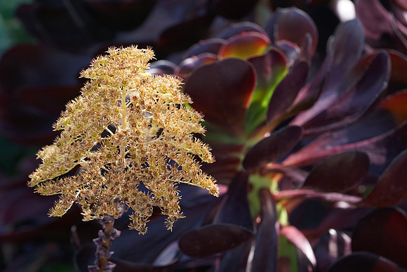 succulent plant photo