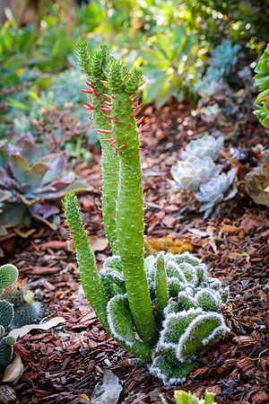 succulent plant photo