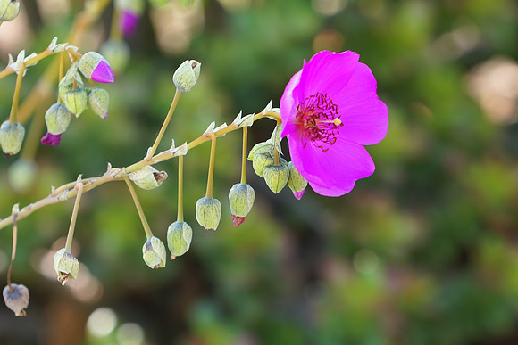 succulent plant photo