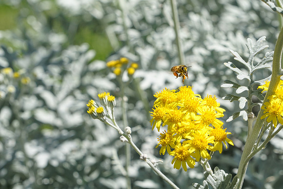 bees, bugs, birds, beetles