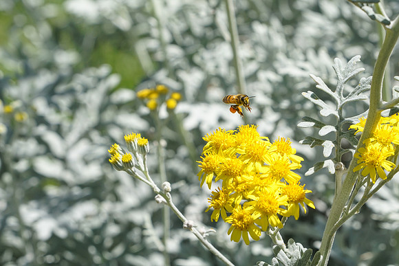 bees, bugs, birds, beetles