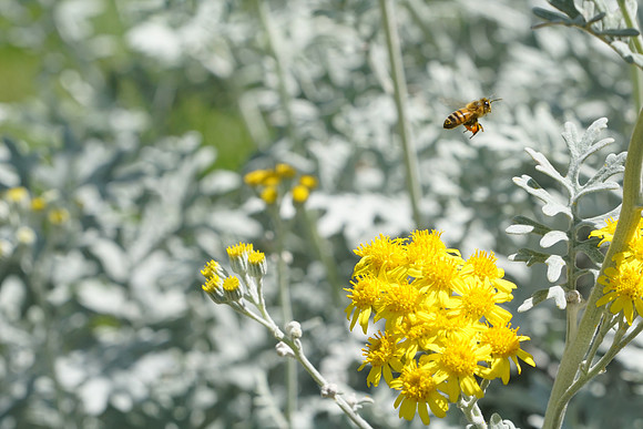 bees, bugs, birds, beetles