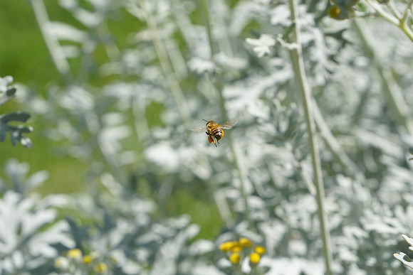 bees, bugs, birds, beetles