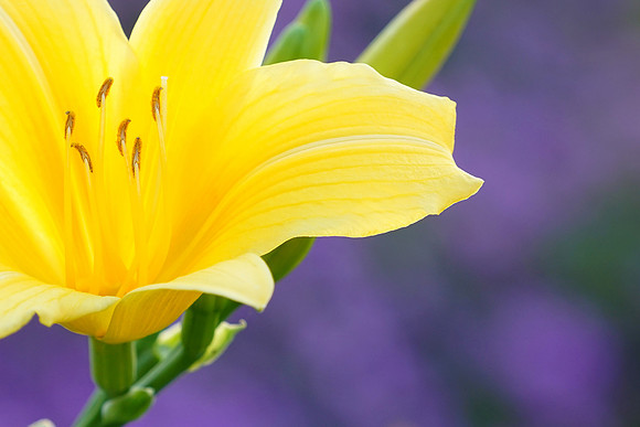 Yellow Day Lily Presented on Purple