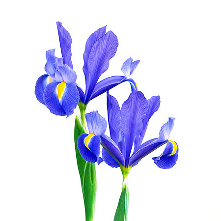Blue & Purple Irises Isolated on White