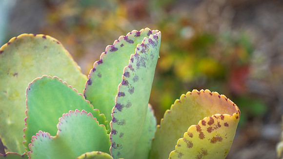 succulent plant photo
