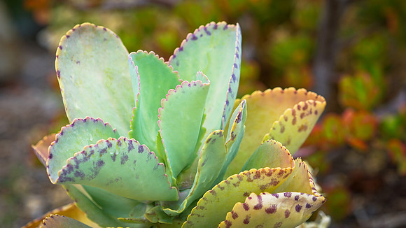 succulent plant photo