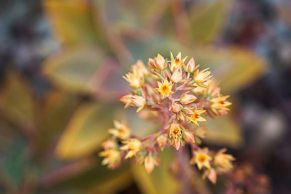 succulent plant photo