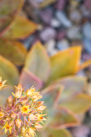 succulent plant photo