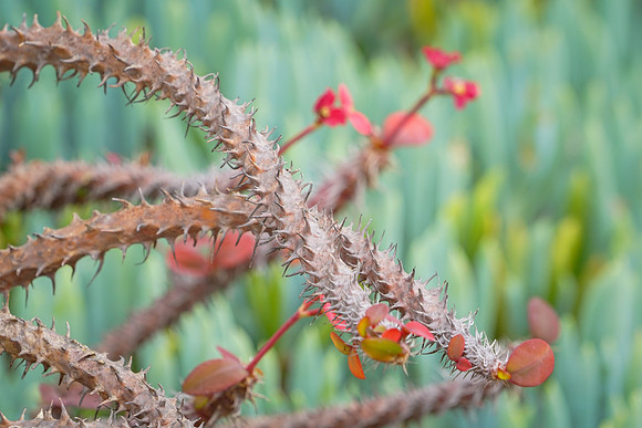 succulent plant photo