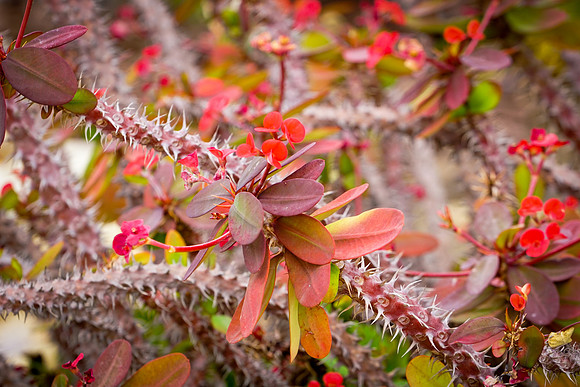 succulent plant photo