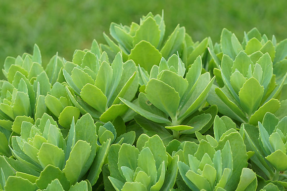 succulent plant photo