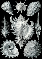 Haeckel_Prosobranchia-cc