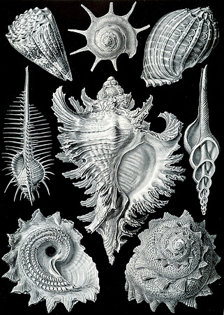 Haeckel_Prosobranchia-cc