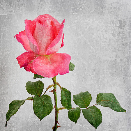 Pink Rose Textured