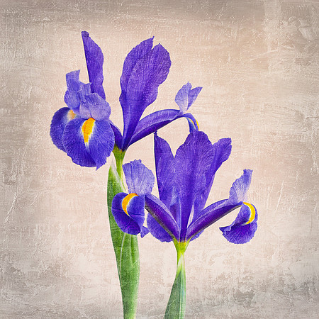 Blue Irises Textured