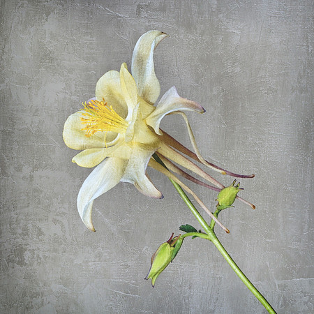 Yellow Columbine Textured