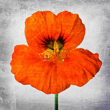 Orange Nasturtium Textured
