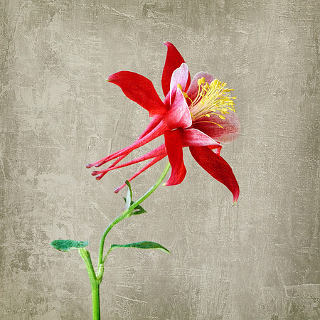 Red Columbine Textured