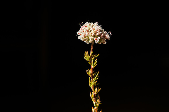 succulent plant photo