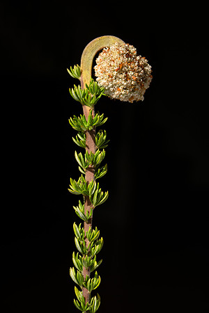 succulent plant photo