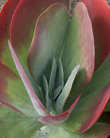 succulent plant photo