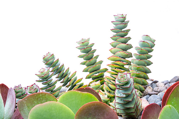 succulent plant photo
