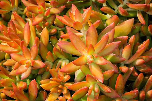 succulent plant photo