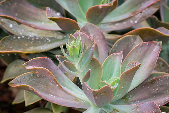 succulent plant photo