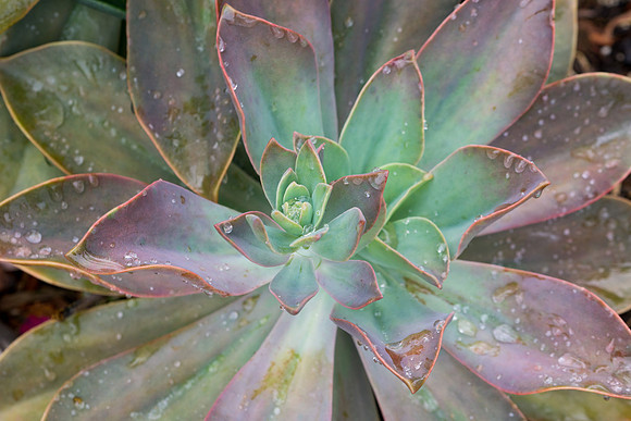succulent plant photo